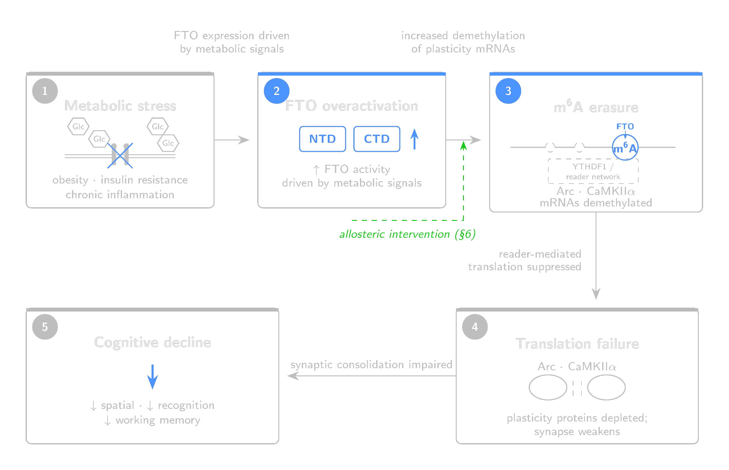 The Eraser Hypothesis cascade: metabolic stress elevates FTO, stripping m6A marks from plasticity mRNAs, suppressing translation, and impairing memory consolidation