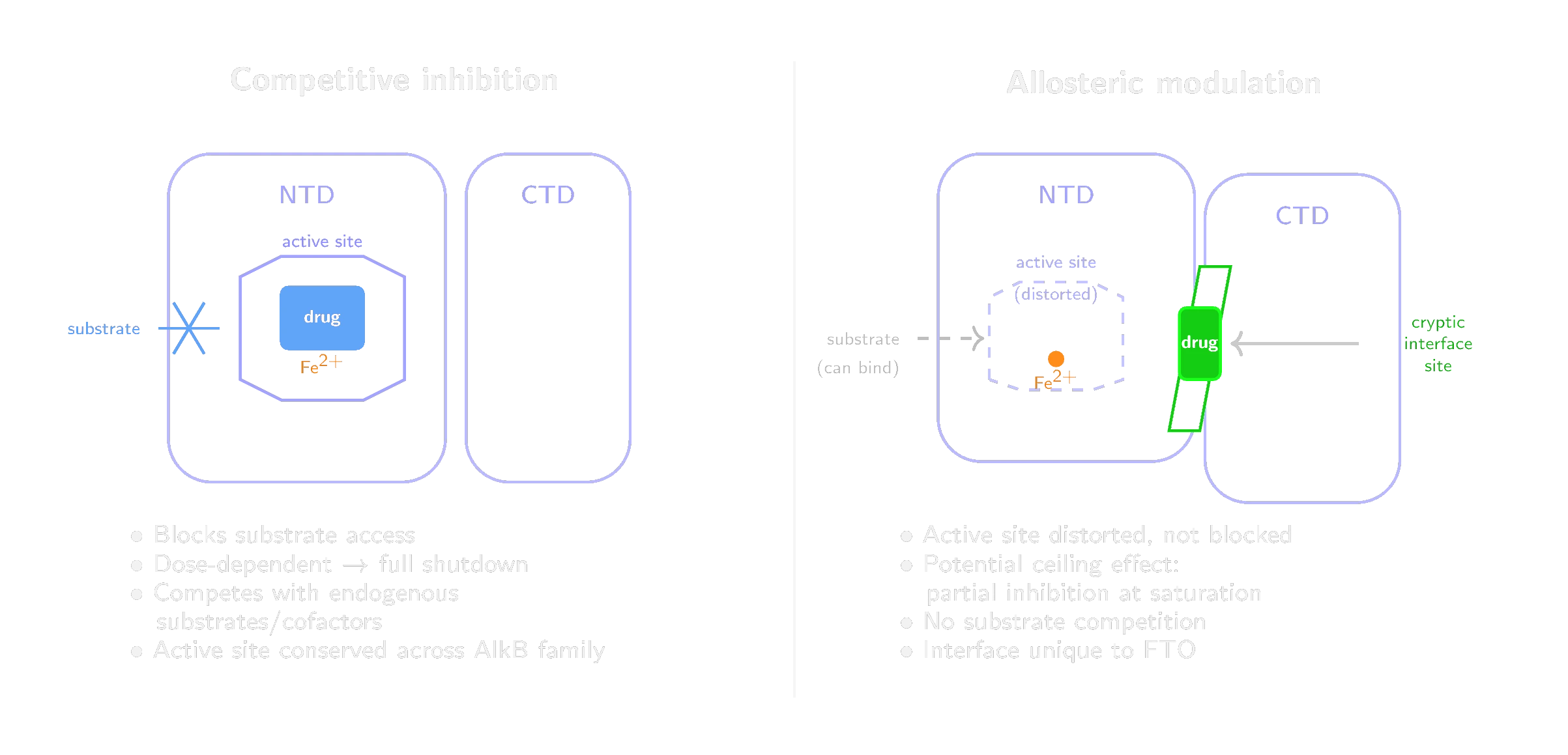 Competitive vs. allosteric FTO inhibition: competitive inhibitors block the active site directly, while allosteric modulators bind a cryptic site at the NTD-CTD domain interface